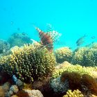 Korallenriff mit Bewohner