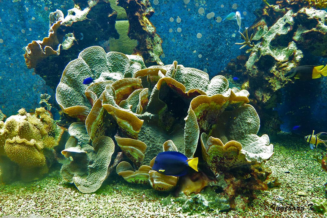 Korallenriff mit Fischen - Aquazoo Düsseldorf