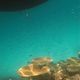 Korallenriff "zurck ins Boot"