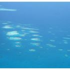 Korallenriffe (z.B. Thilas und Giris) von oben