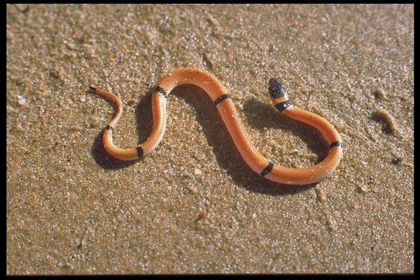 Korallenschlange