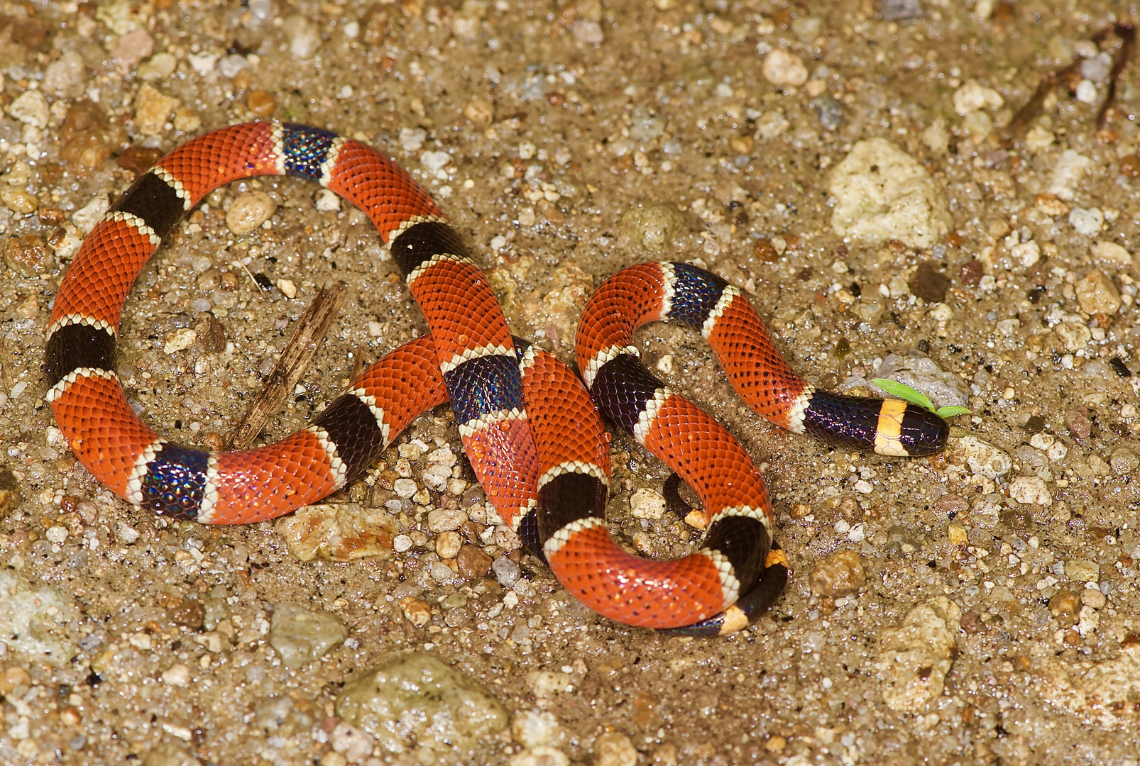 Korallenschlange Aus Dem Bergregenwald Von Panama Foto Bild Natur Panama Tiere Bilder Auf Fotocommunity