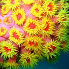 korallenschönheit