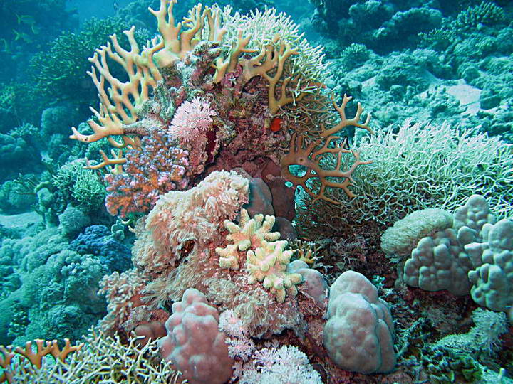 Korallenstock im Roten Meer