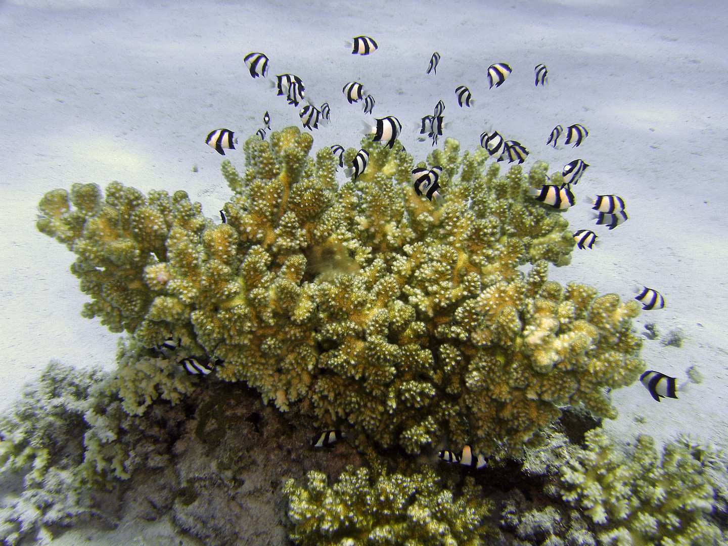 Korallenstock mit Jungfischen. Nemos Brüder und Schwestern