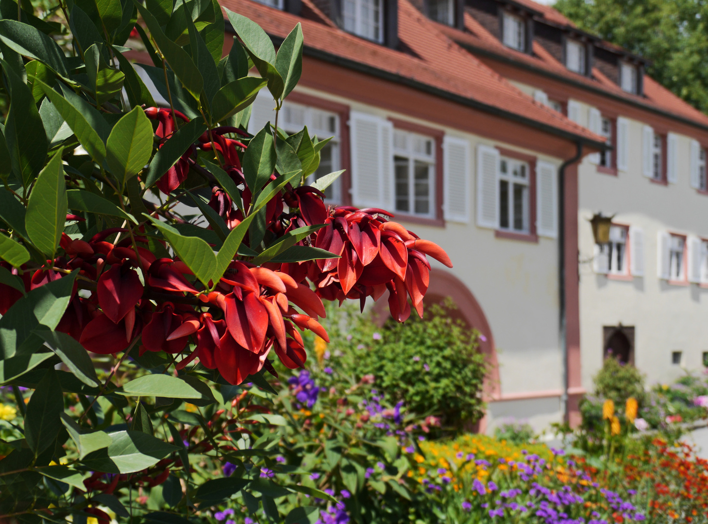 Korallenstrauch auf der Insel Mainau