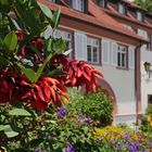 Korallenstrauch auf der Insel Mainau