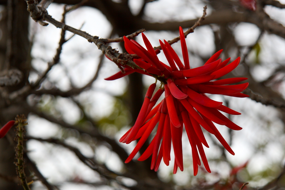 Korallenstrauch-Blüte im Dezember