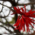 Korallenstrauch-Blüte im Dezember