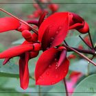 Korallenstrauch - Erythrina -