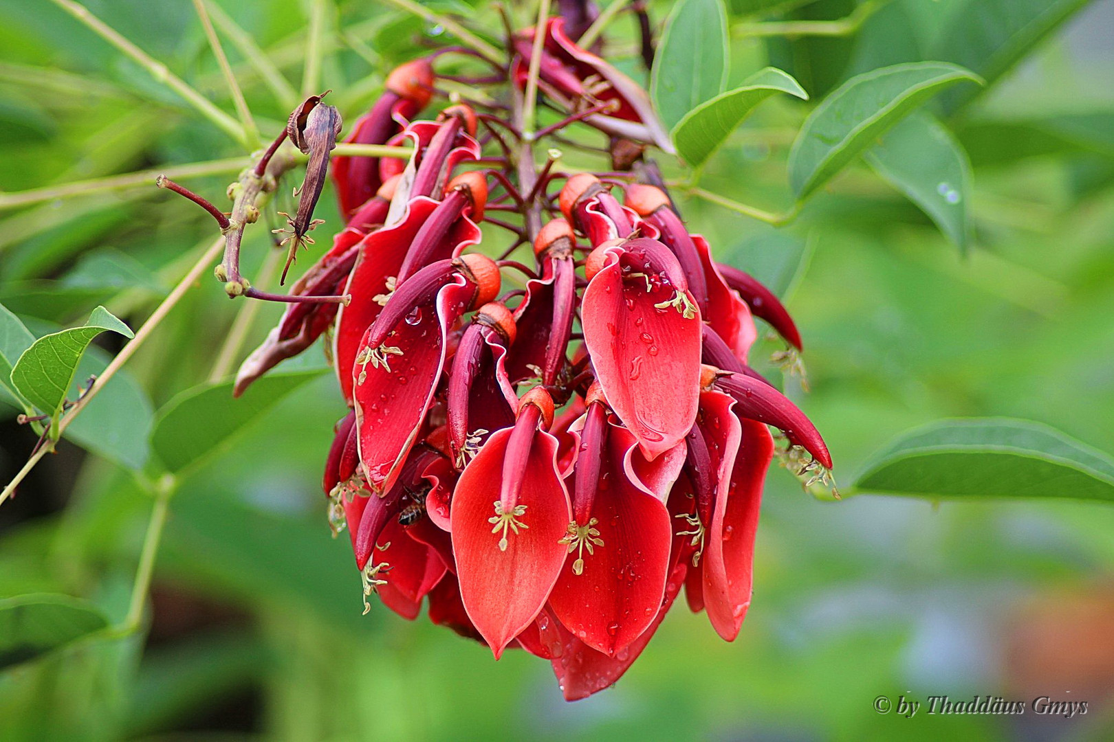 Korallenstrauch (Erythrina crista-galli)