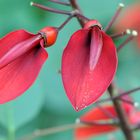 Korallenstrauch (Erythrina crista-galli)