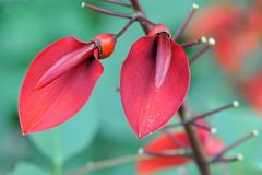 Korallenstrauch (Erythrina crista-galli)