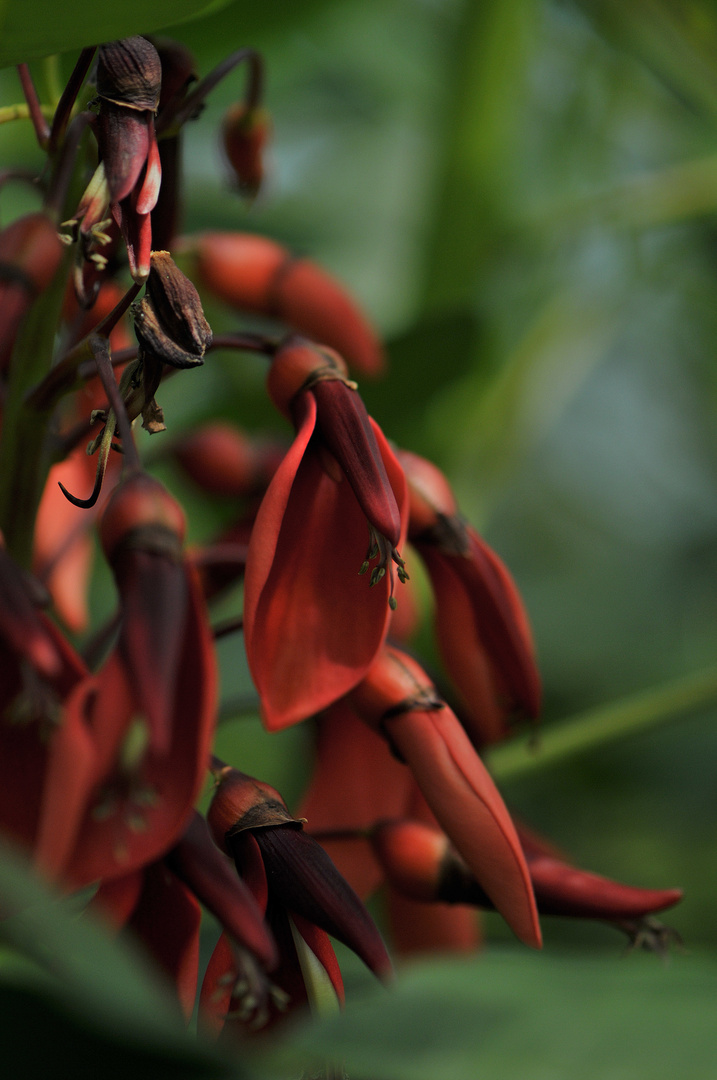 Korallenstrauch (Erythrina crista-galli )