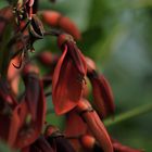 Korallenstrauch (Erythrina crista-galli )