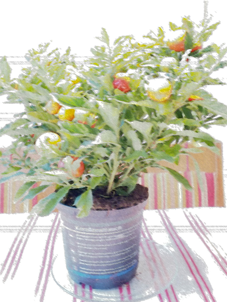 Korallenstrauch (Solanum pseudocapsicum)