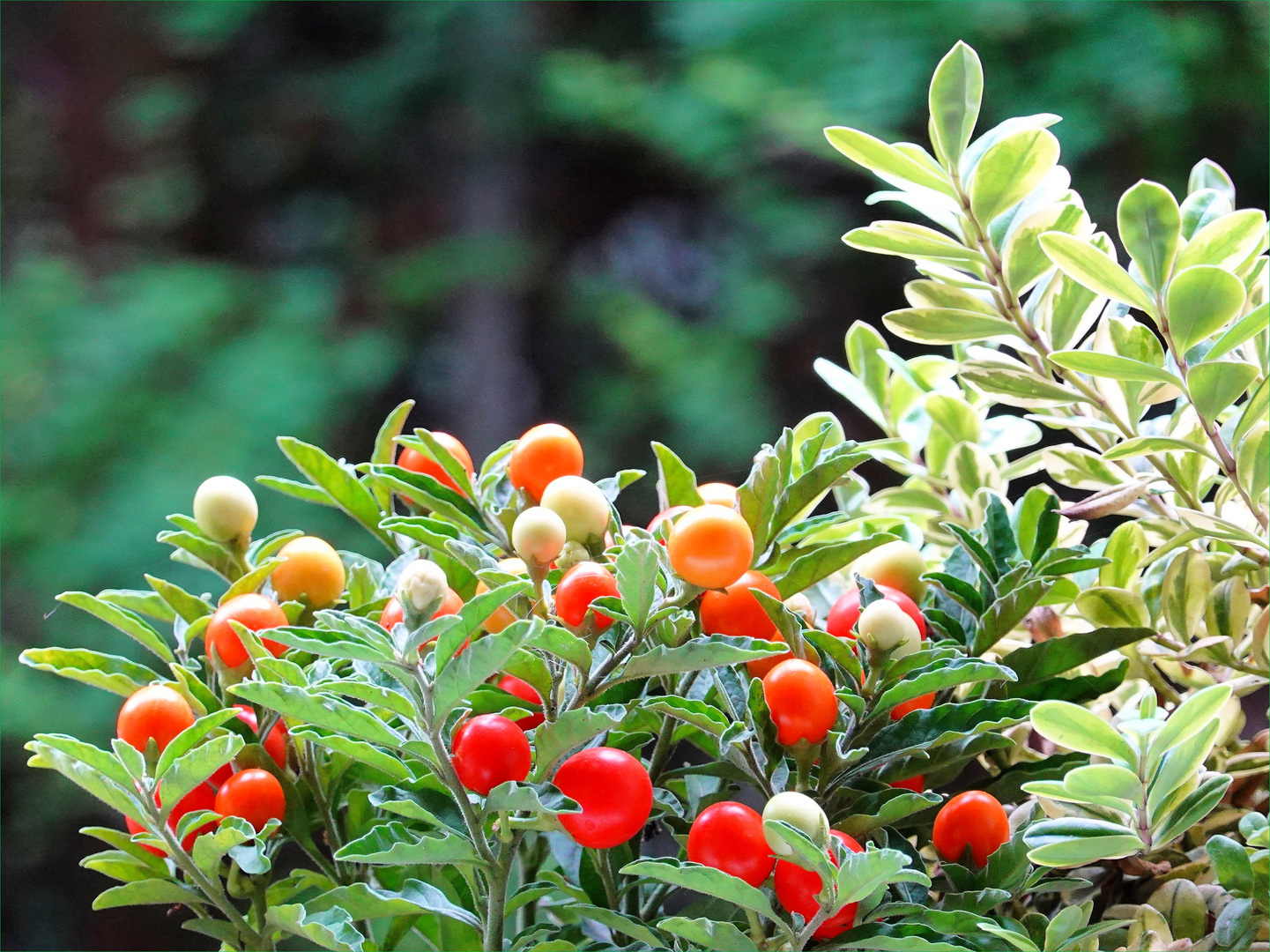 Korallenstrauch - Solanum Pseudocapsicum