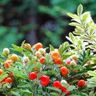 Korallenstrauch - Solanum Pseudocapsicum