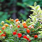 Korallenstrauch - Solanum Pseudocapsicum