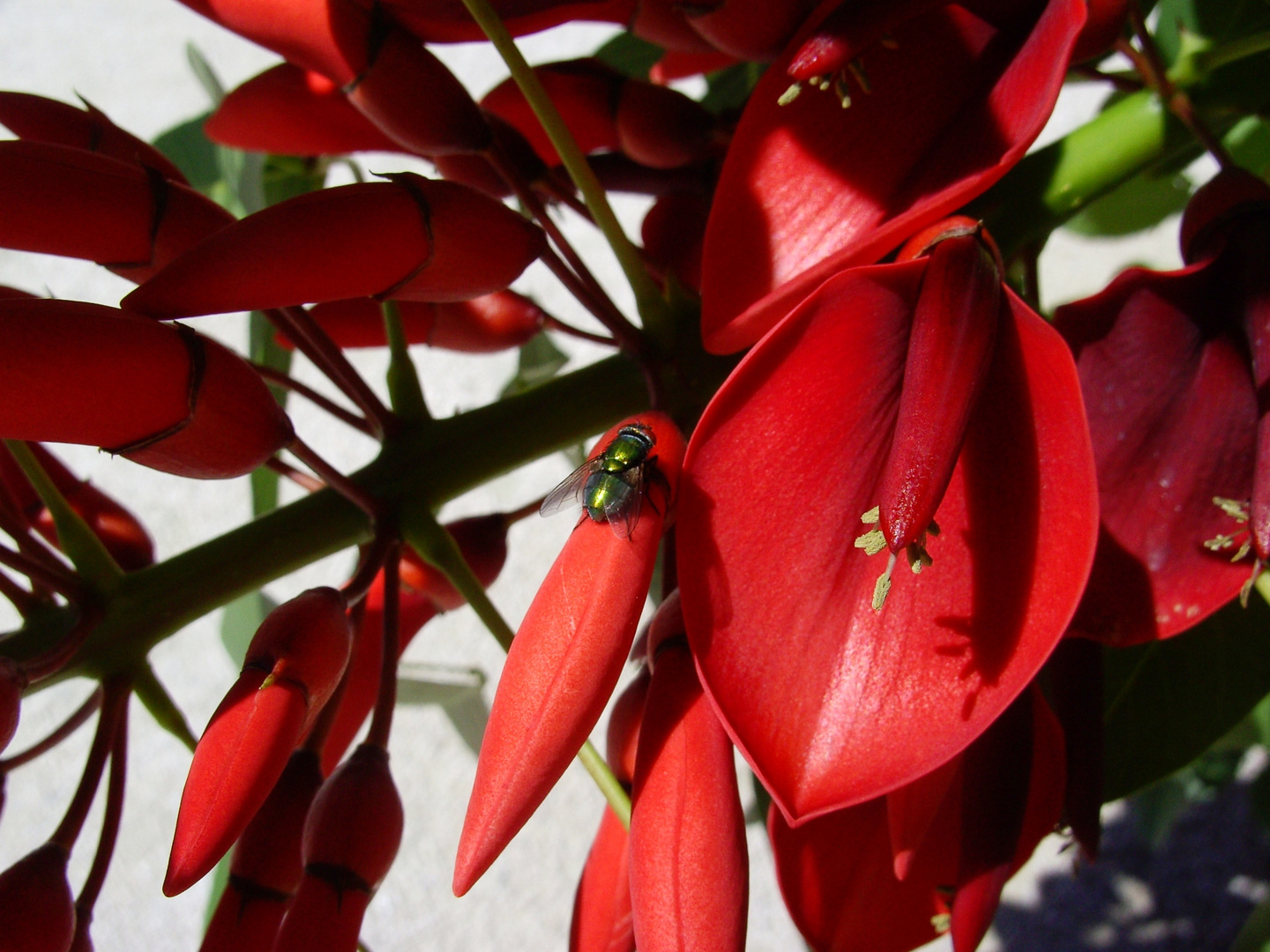 Korallenstrauch - unglaublich rote Blüte