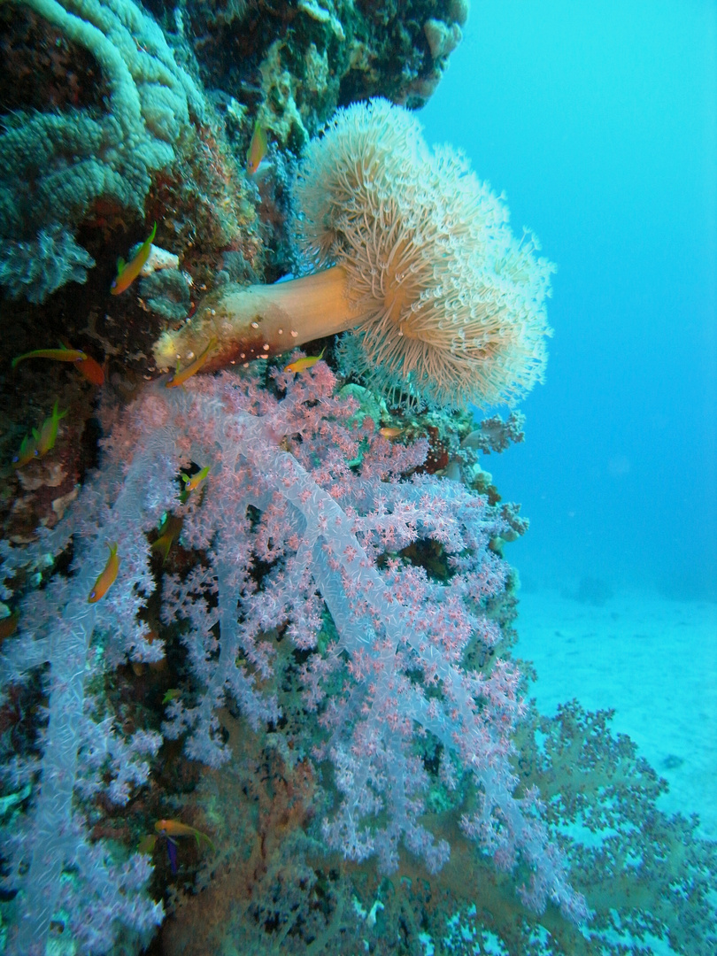 Korallenvielfalt