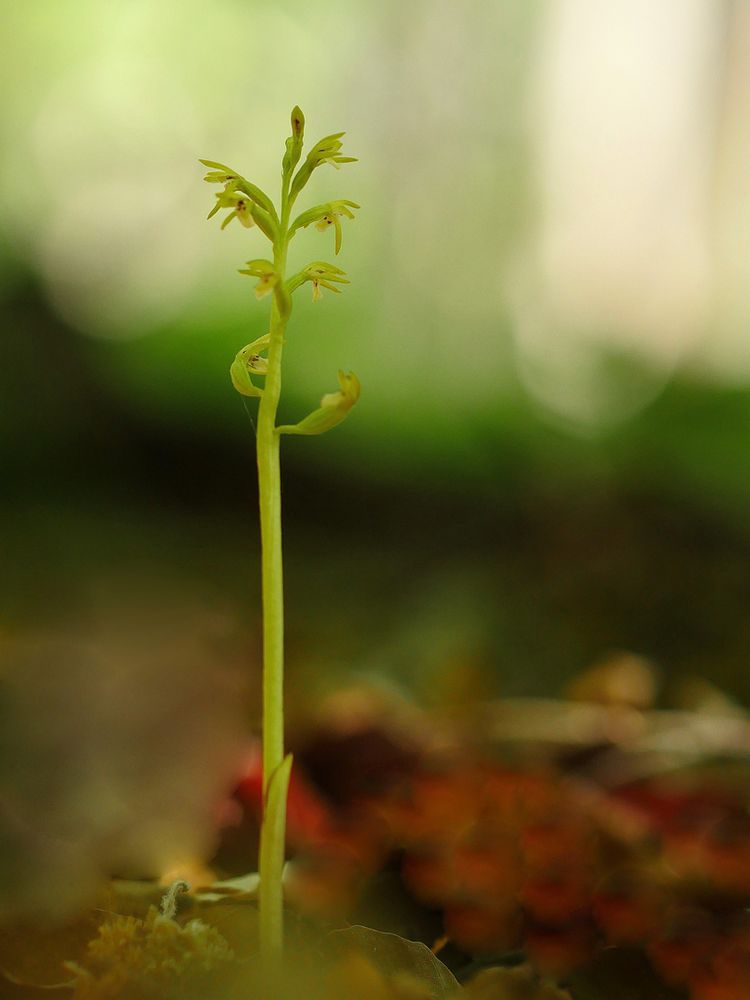 Korallenwurz,  Corallorhiza trifida