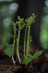 Korallenwurz (Corallorhiza trifida) - 18.6.13 - Mackenzell/Hessen