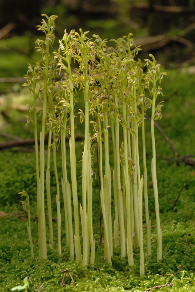 Korallenwurz (Corallorhiza trifida)