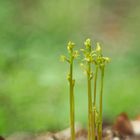 Korallenwurz, (Corallorhiza trifida)