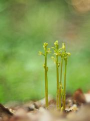 Korallenwurz, (Corallorhiza trifida)