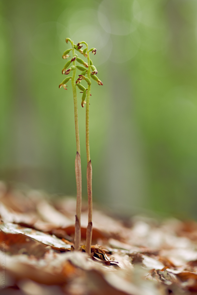 Korallenwurz (Corallorhiza trifida)