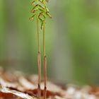 Korallenwurz (Corallorhiza trifida)