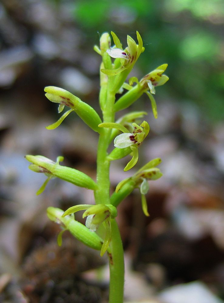 Korallenwurz (Corallorhiza trifida)