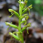 Korallenwurz (Corallorhiza trifida)