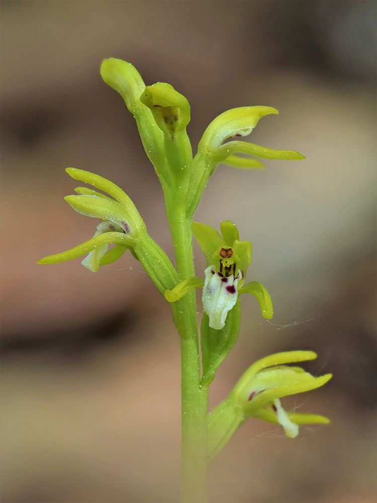 Korallenwurz, (Corallorhiza trifida)