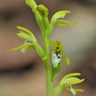 Korallenwurz, (Corallorhiza trifida)