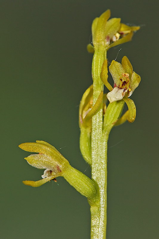 Korallenwurz (Corallorrhiza trifida)