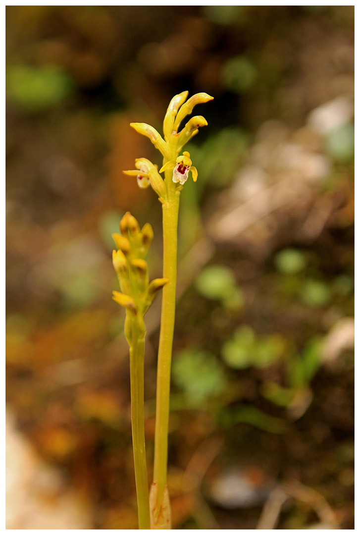 Korallenwurz (Corallorrhiza trifida)