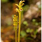 Korallenwurz (Corallorrhiza trifida)