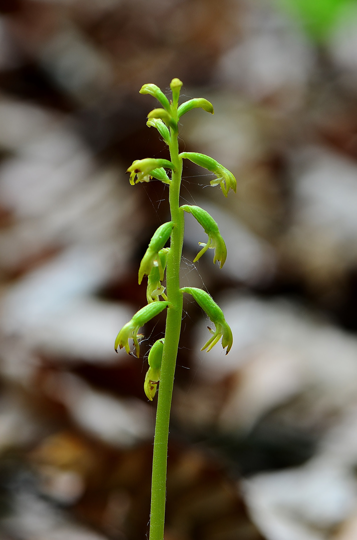 Korallenwurz - Corallorrhiza trifida