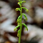 Korallenwurz - Corallorrhiza trifida