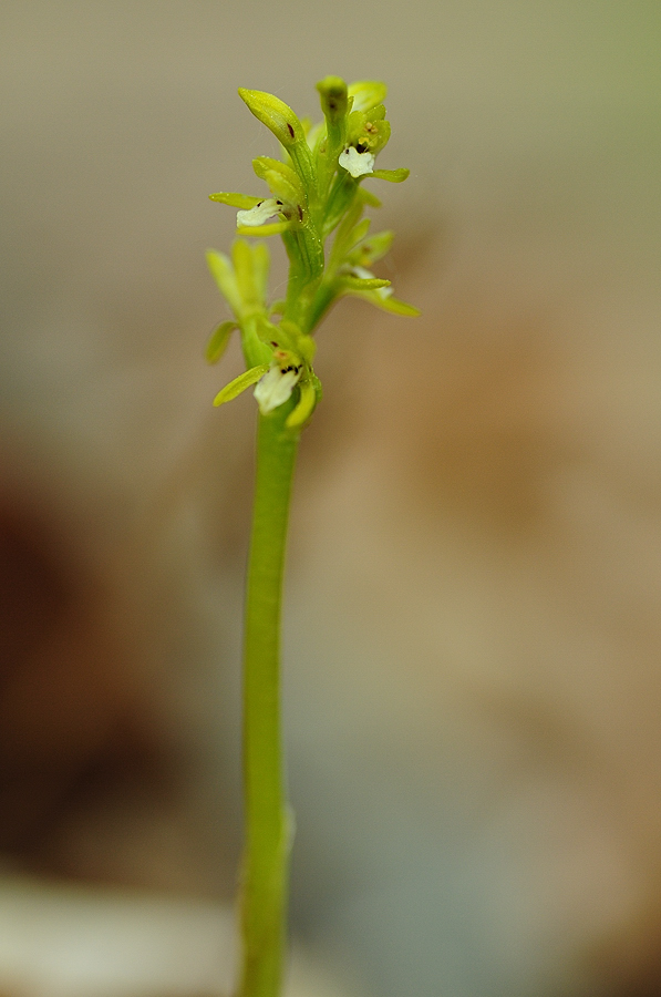 Korallenwurz (Corallorrhiza trifida)