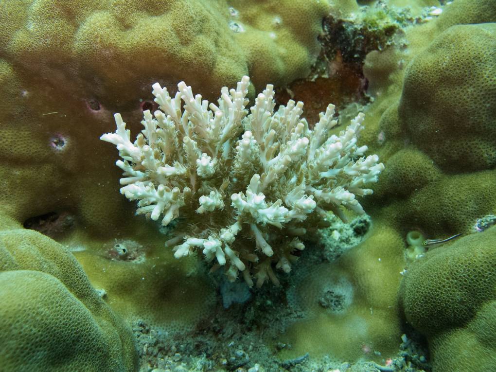 Koralllen Sträußchen