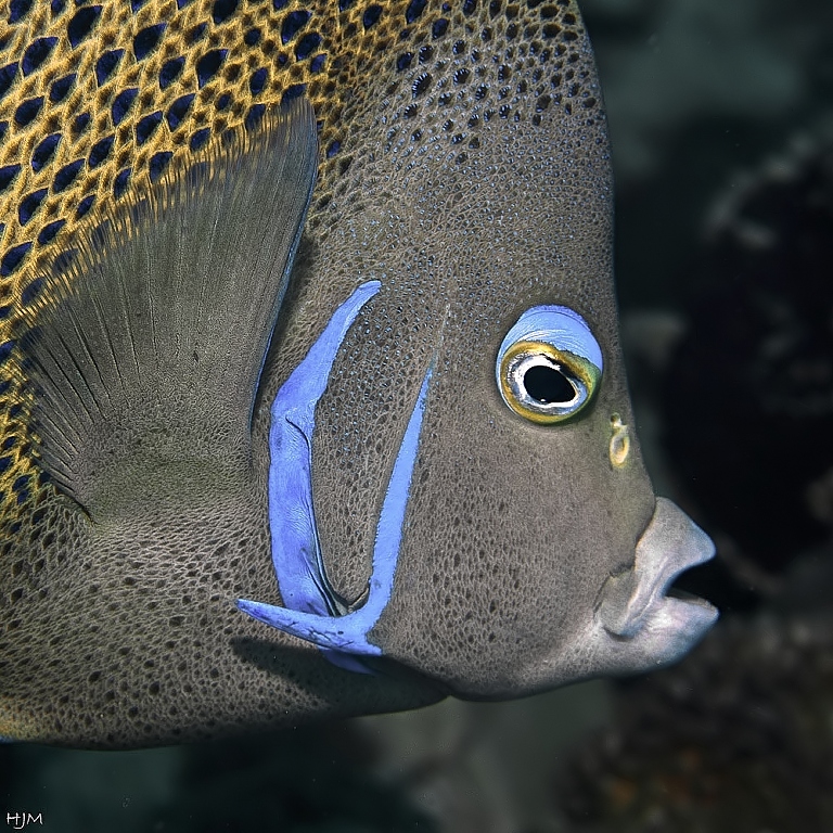 Koran-Kaiserfisch by Reinhard