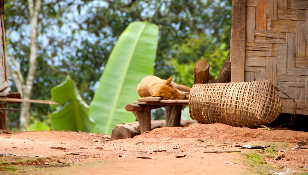 korb neben hund, dahinter bananenstaude, laos 2010