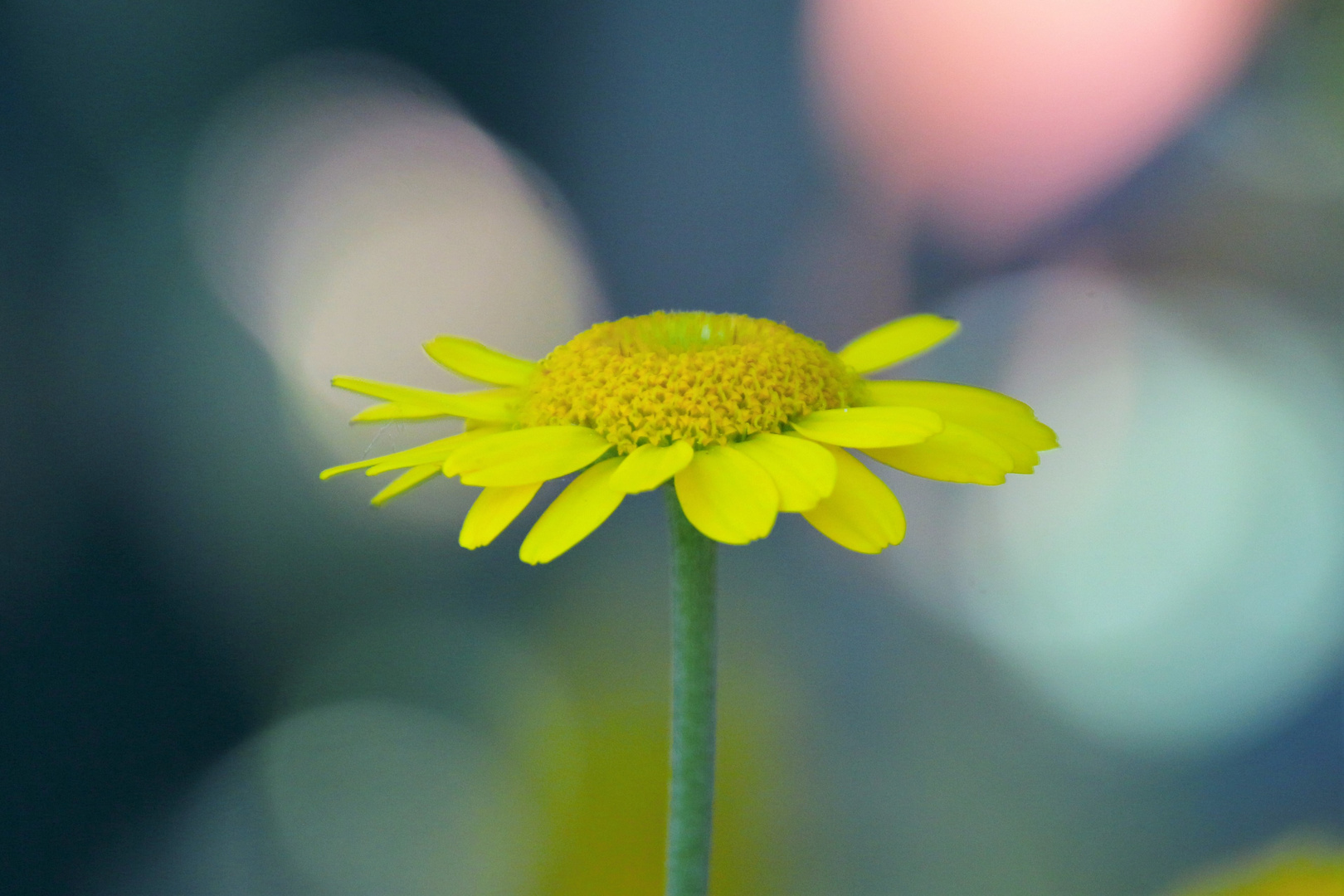 Korbblüte