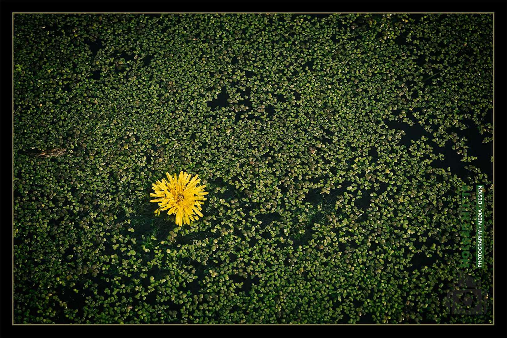 Korbblüte in Entengrütze Foto & Bild park, gelb, teich Bilder auf
