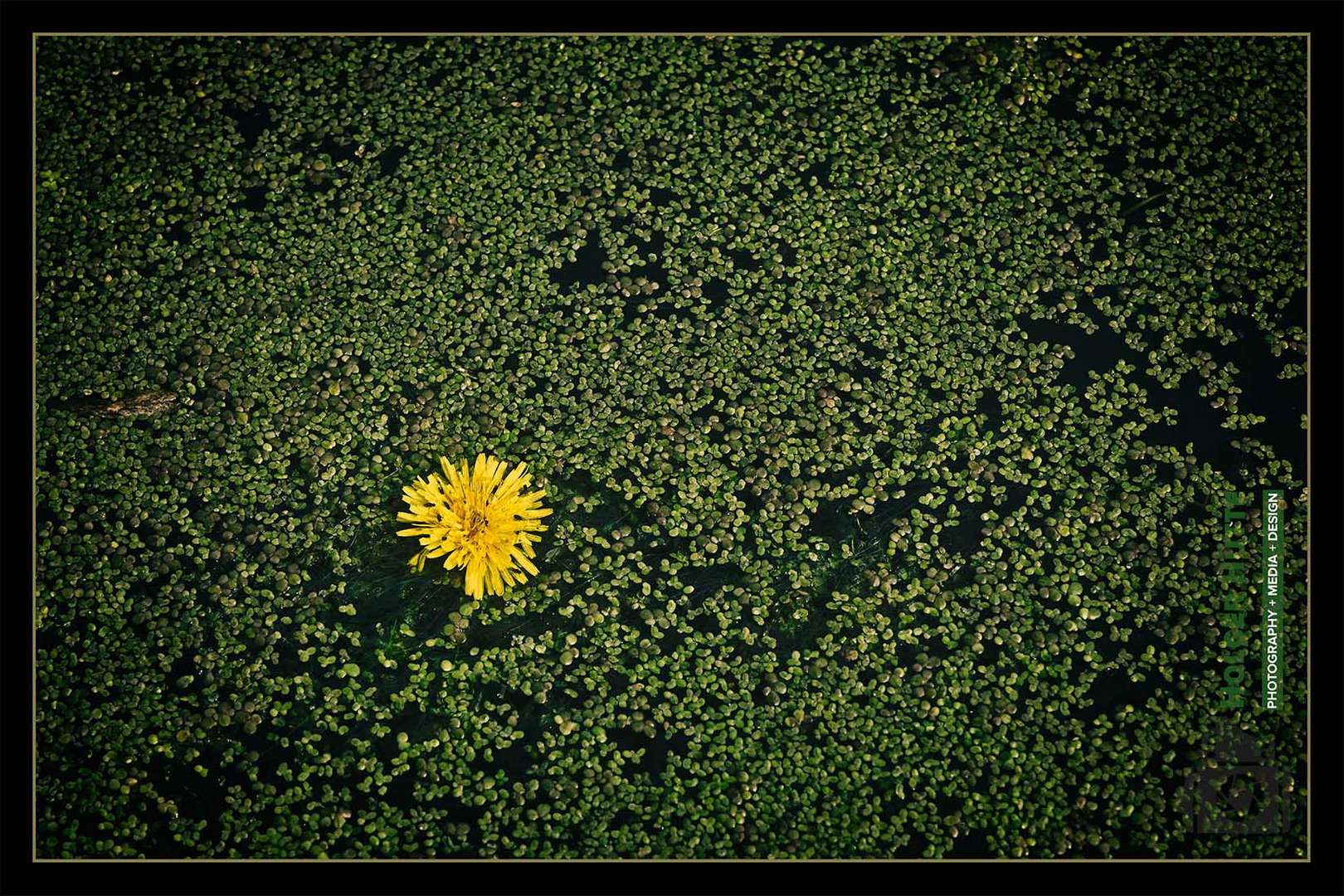 Korbblüte in Entengrütze