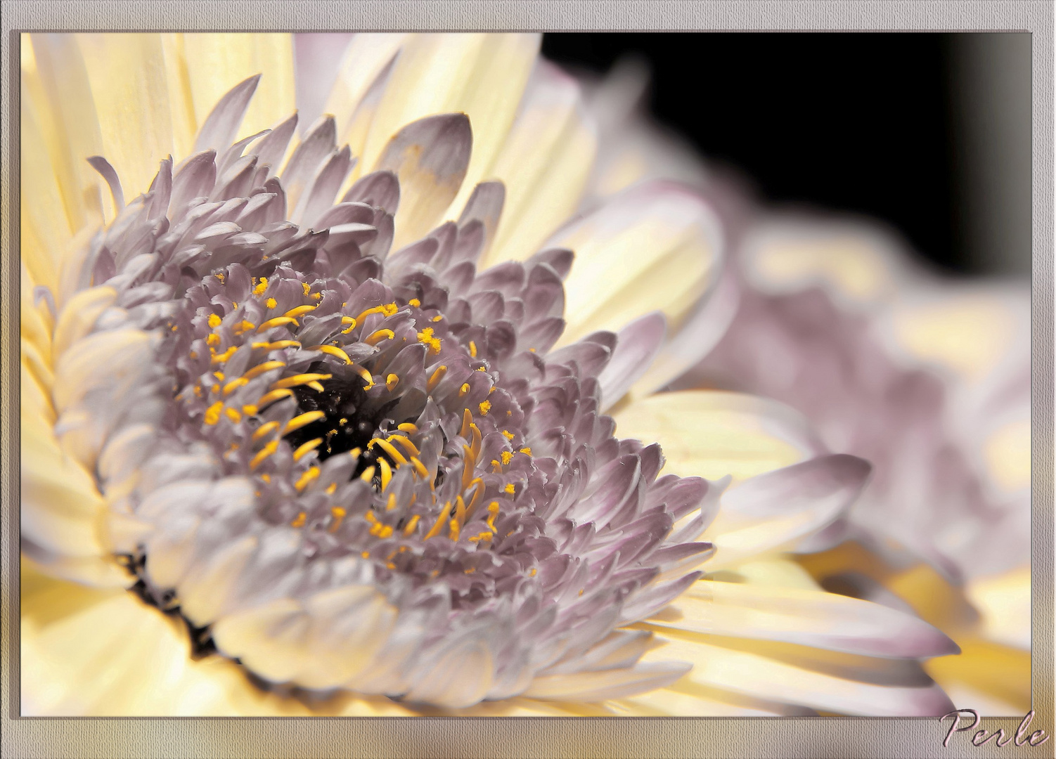 Korbblütler (Asteraceae)