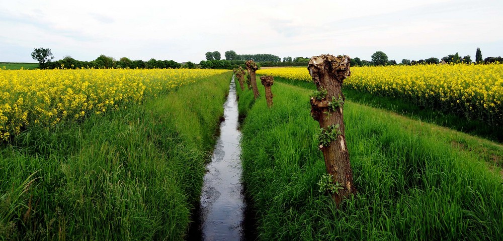 Korbweiden am Rain